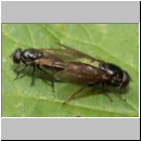 Cheilosia albitarsis - Weissfuss-Erzschwebfliege 01.jpg